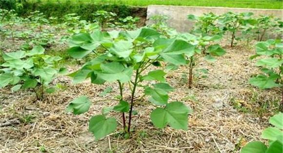 棉花品种的选择