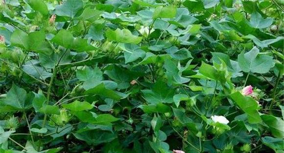 棉花轻简化栽培技术要点