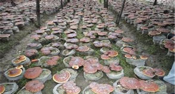 灵芝种植