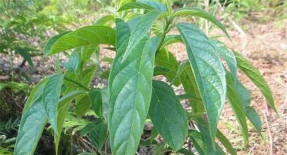 中药大青叶的种植方法