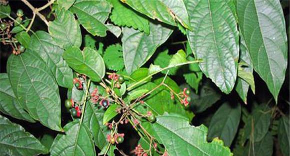 大青叶种植管理技术要点