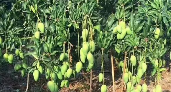 保证芒果充足的肥料