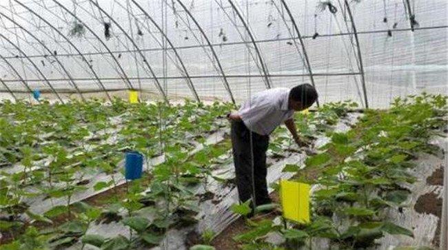 大棚蔬菜如何使用冲施肥