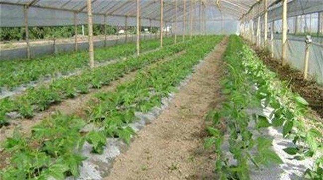 大棚种植使用哪种冲施肥好