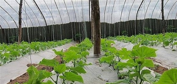 西葫芦定植浇缓苗水、追肥