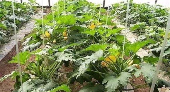 西葫芦定植后的肥水管理
