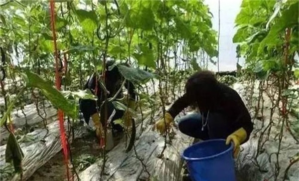 蔬菜用杀菌剂灌根 防效虽好有禁忌