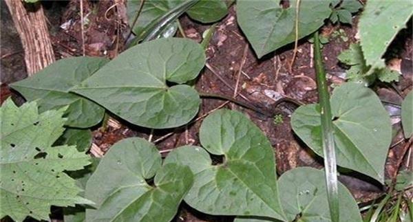细辛种植需要注意什么问题