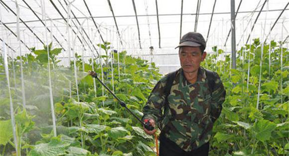 蓟马药物防治方法