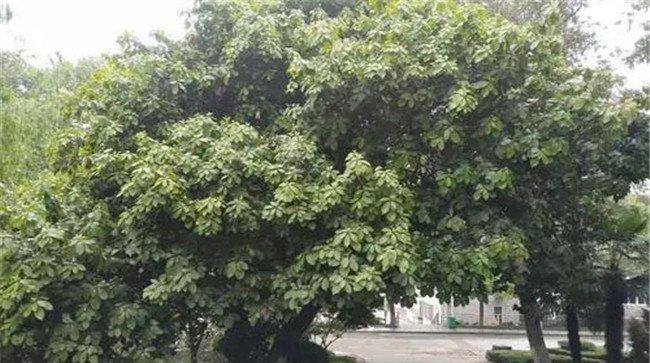 紫楠是常绿还是落叶植物