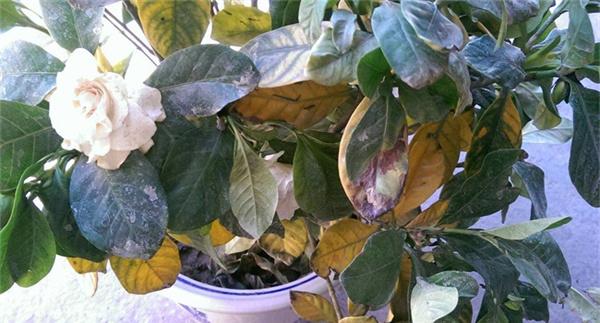 栀子花增光保温