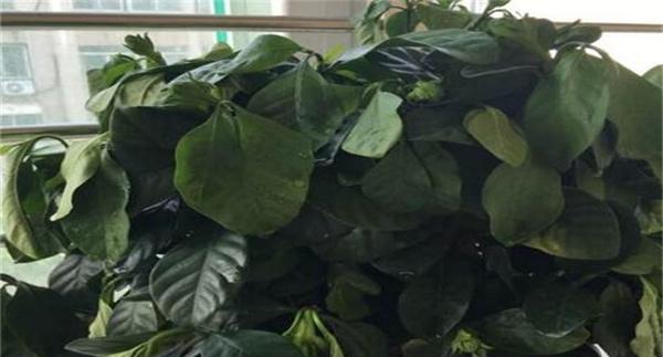 栀子花叶子蔫了怎么办