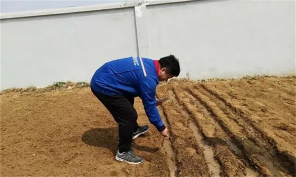 大白菜的直播方法