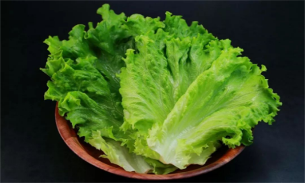 如何种植生菜