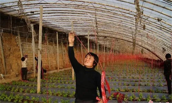 大棚芸豆育苗移栽技术包括哪些环节