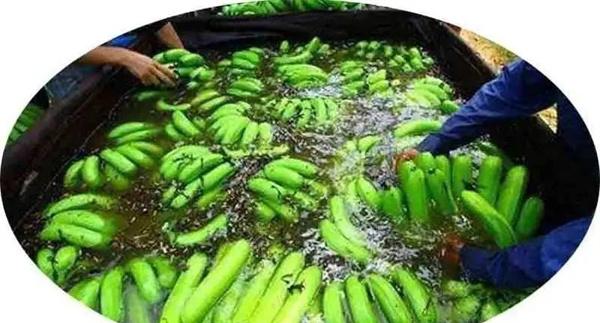 泡香蕉的是什么药水