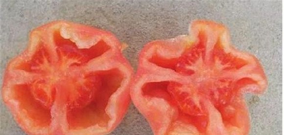 番茄空洞果的原因是什么