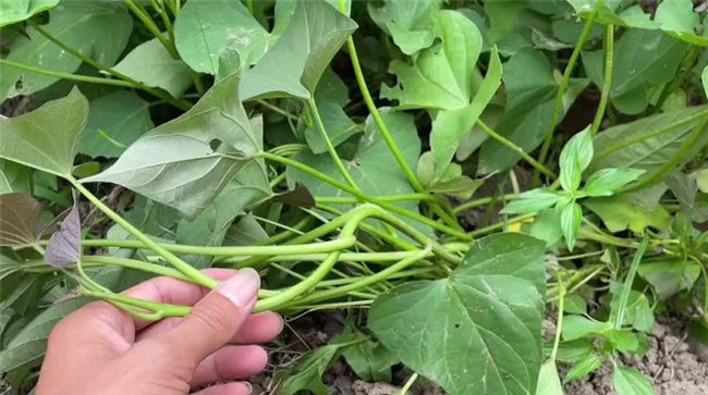 防治红薯地下害虫用什么药