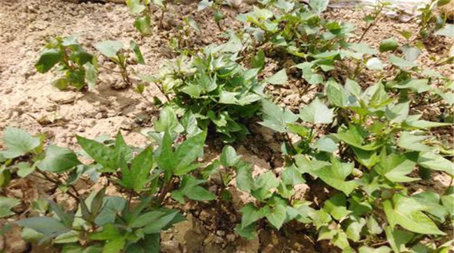 红薯地下害虫怎样冶