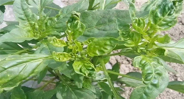 辣椒病毒病的防治药剂