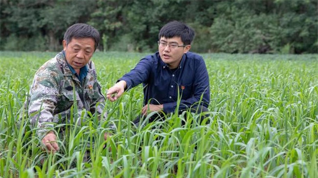 小米种植如何追肥