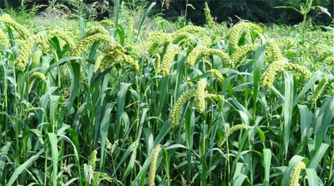 小米拔节孕穗期管理