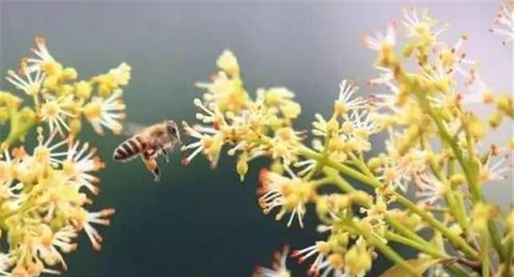 通过放蜂或人工授粉提高荔枝坐果率
