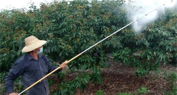 应用生长调节剂提高荔枝坐果率