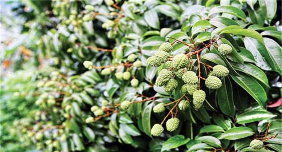 荔枝坐果率怎么提高 提高荔枝坐果率的方法