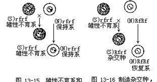 什么叫水稻“三系”