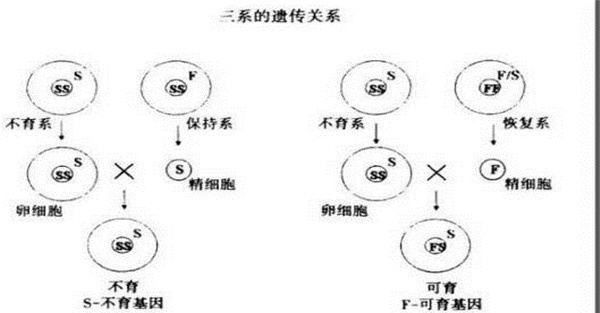 雄性不育保持系