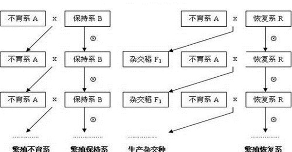 雄性不育恢复系