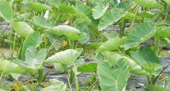 香芋的施肥方法