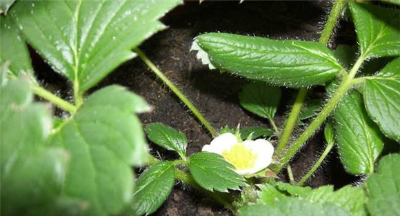 菠萝莓的种植技术