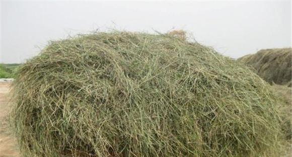 青干草的自然干燥法介绍