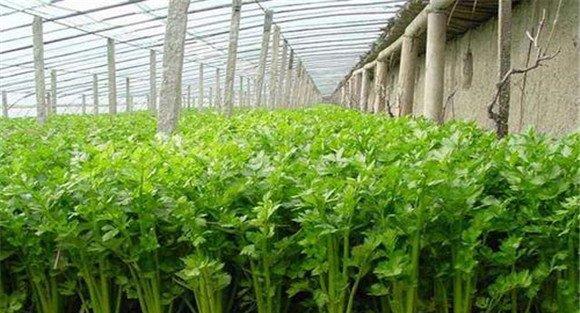 大棚芹菜怎么种植