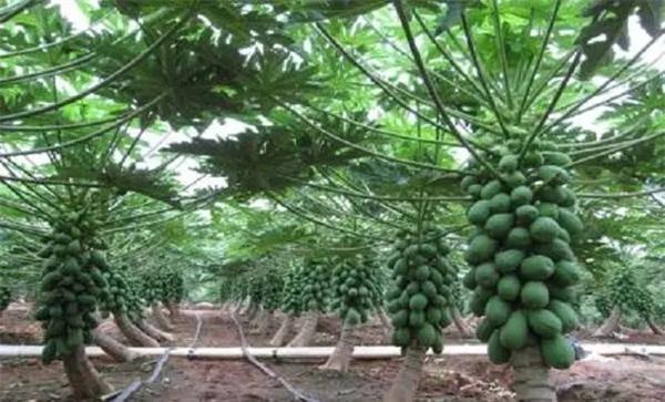 怎样建立木瓜种植园