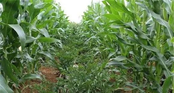 糯玉米种植技术要点