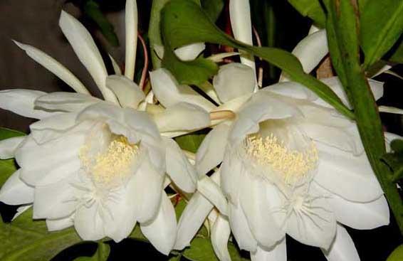 昙花种植方法