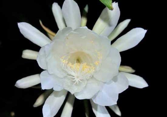 昙花种植方法