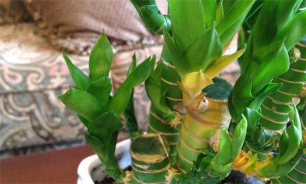 客厅能放什么植物