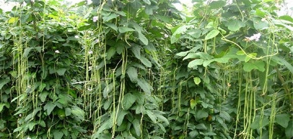 豇豆花叶病怎么治