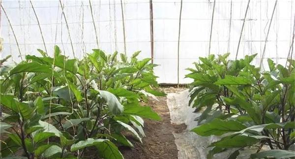 大棚茄子冬春茬栽培的技术要点