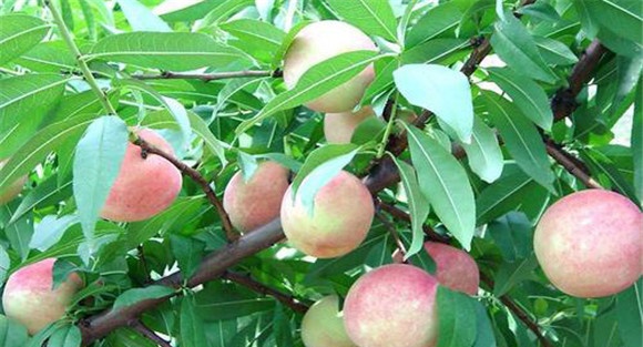 一年两茬果桃树培育要点