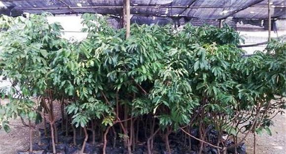 龙眼树的栽植技术