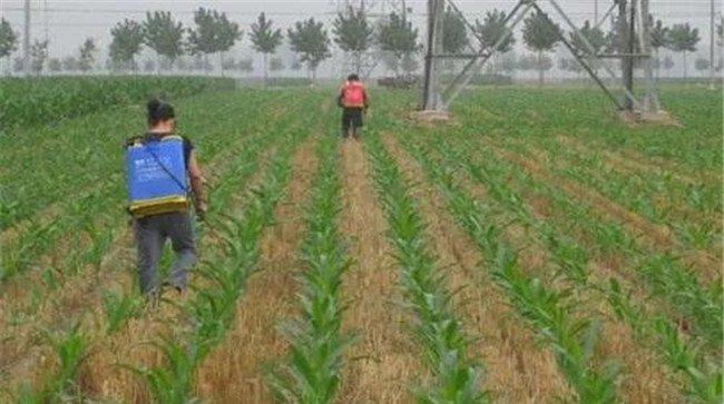 常见玉米除草剂产生药害的原因及补救措施