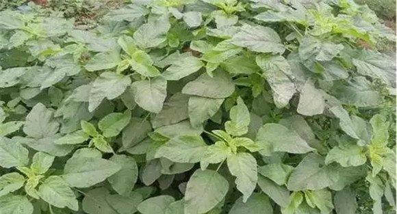 苋菜的种植方法
