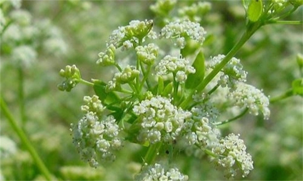 芹菜怎样采种