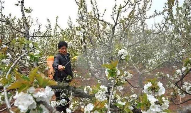 果树倒春寒预防
