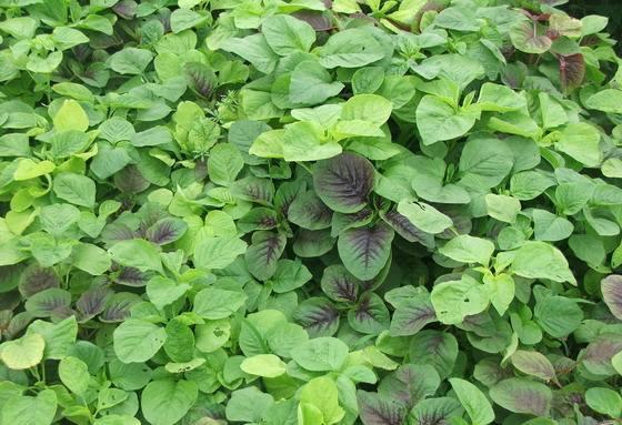 苋菜种植方式